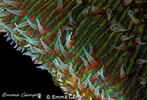 The wonder of coral by Emma Camp 